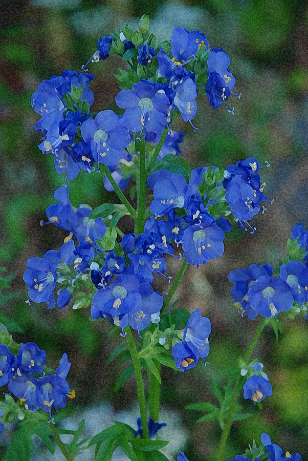 Blue Flowers Photograph by Carol Eliassen