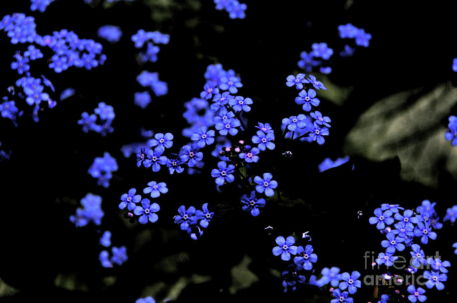 Blue Flowers floating Photograph by David Frederick