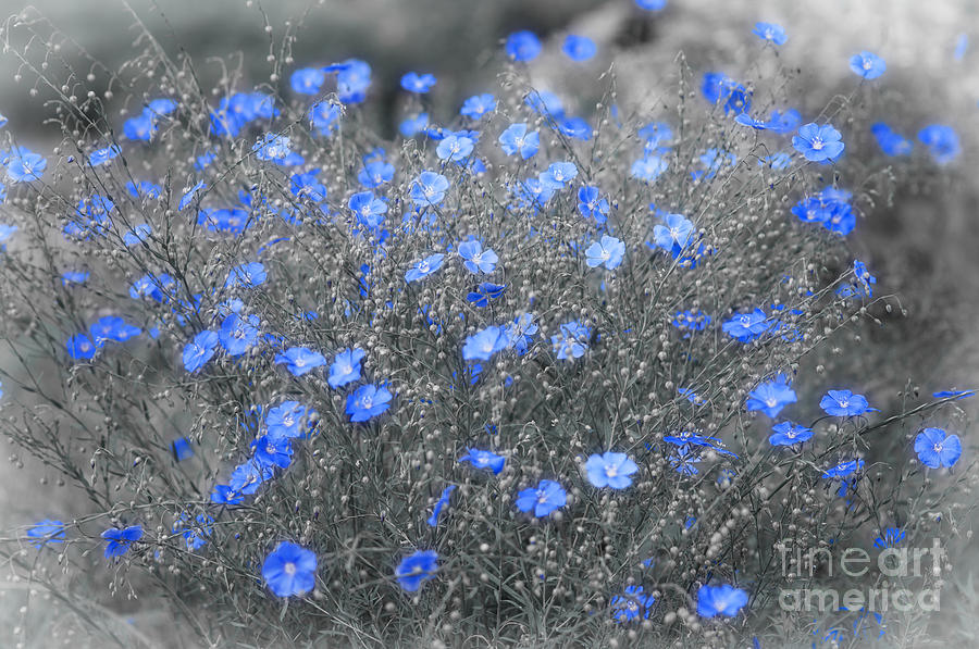 Flower Photograph - Blue Flowers Garden by Konstantin Sevostyanov