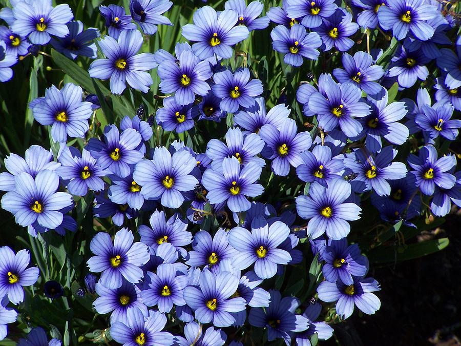 Blue Flowers Photograph by Gene Ritchhart