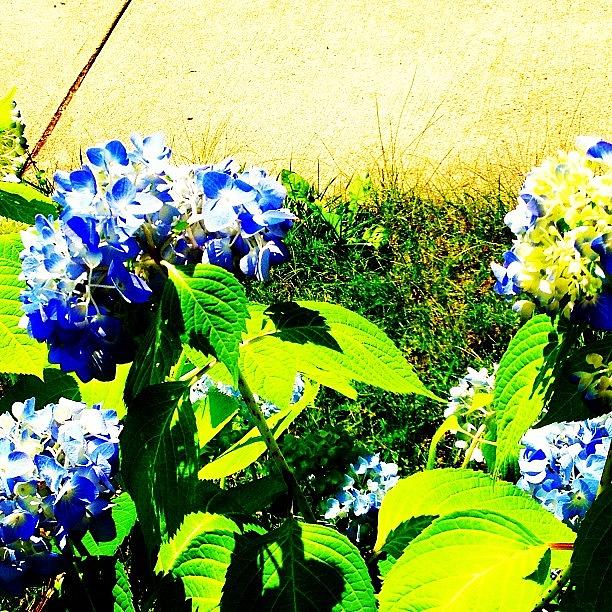 Flower Photograph - Blue Flowers Gleaming #blue #flowers by Mae Coy