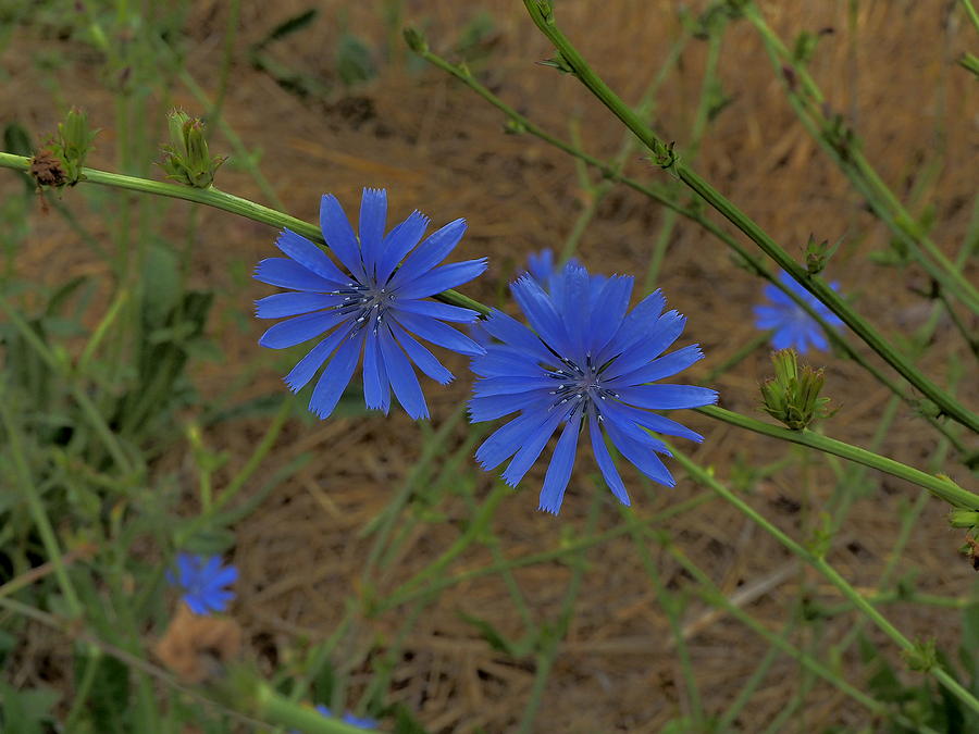 Blue Flowers in Field Photograph by Richard Thomas