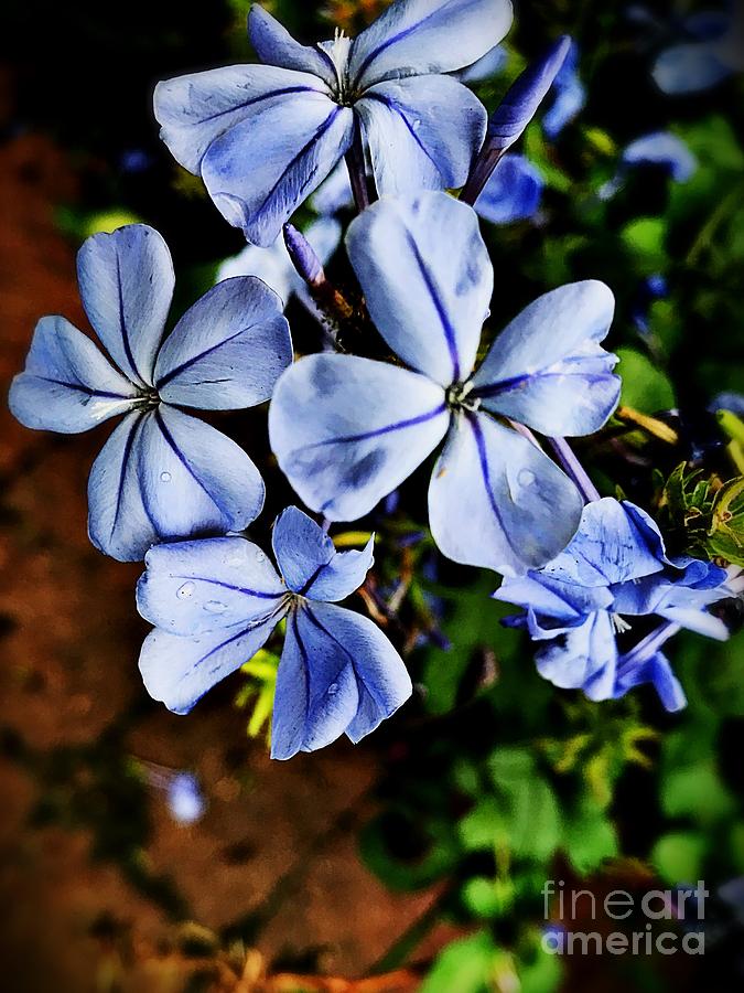 Blue Flowers Photograph