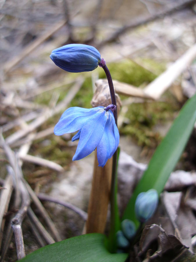 Blue Flowers Photograph by Karen-Amy Linton