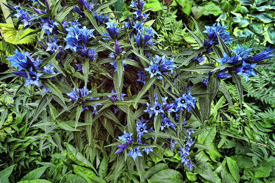 Blue Flowers Photograph by Lawrence Christopher