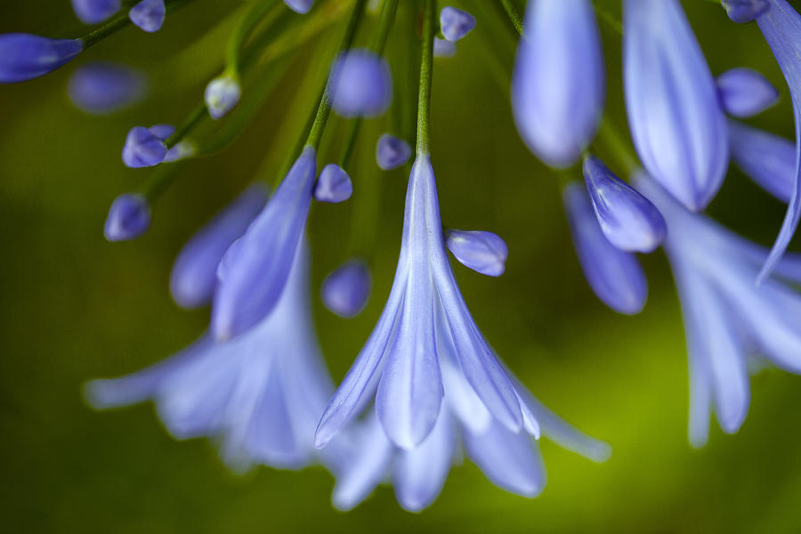 Onion Photograph - Blue Flowers by Nailia Schwarz