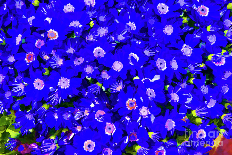 Blue Flowers Photograph by Rick Bragan