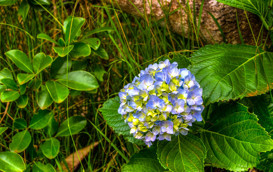 Flower Photograph - Blue Flowers by Scott Harris
