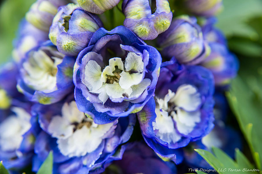 Blue Flowers Photograph by Teresa Blanton