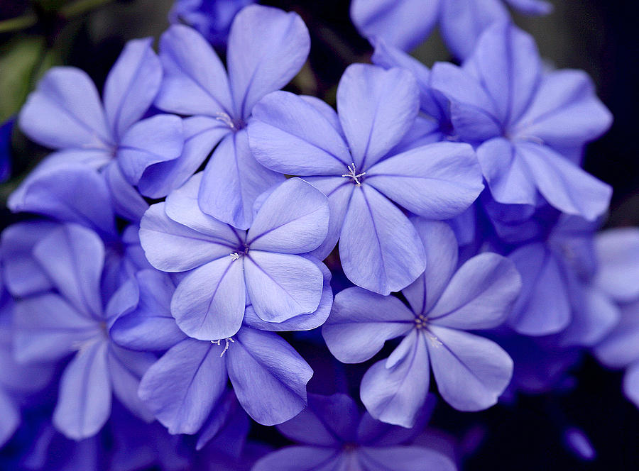 Blue Flox Flowers Photograph by Linda Phelps