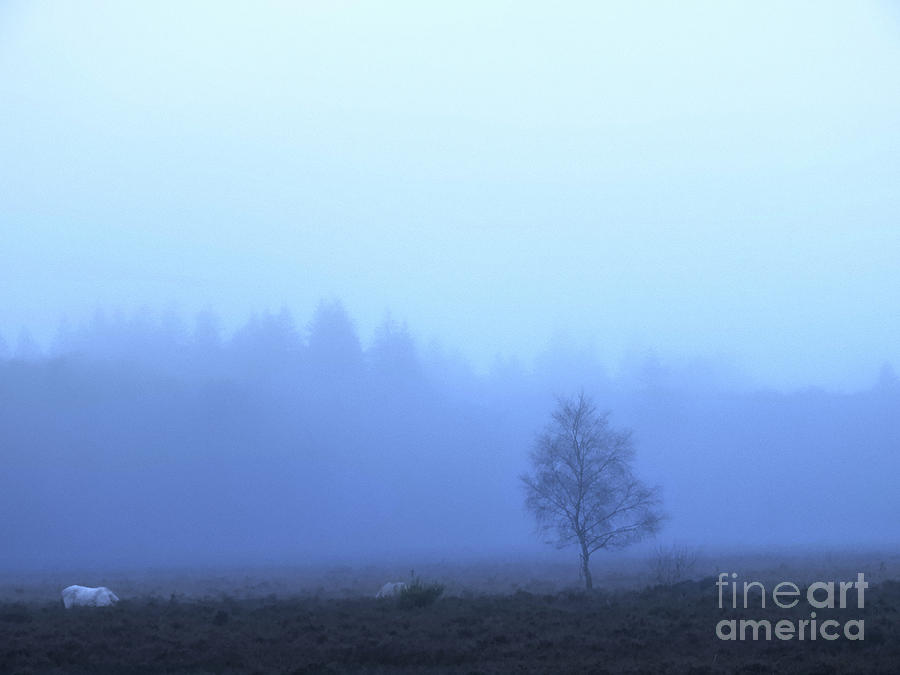 Blue Fog Photograph by Martin Kamenov - Pixels