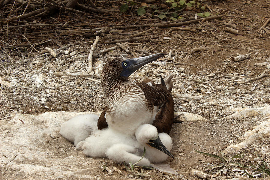 Blue Footed Boobie And Chicks On A Nest Photograph By Robert Hamm 