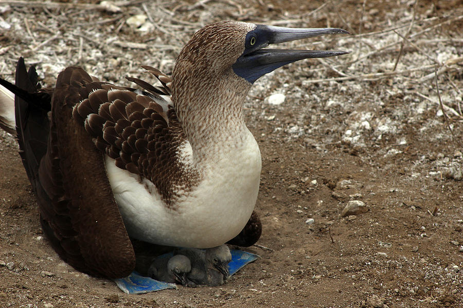 Blue Footed Boobie And Young Chicks Photograph By Robert Hamm Fine 