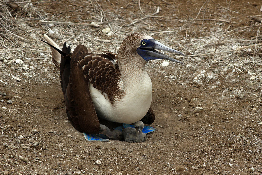 Blue Footed Boobie With Young Chick Photograph By Robert Hamm 