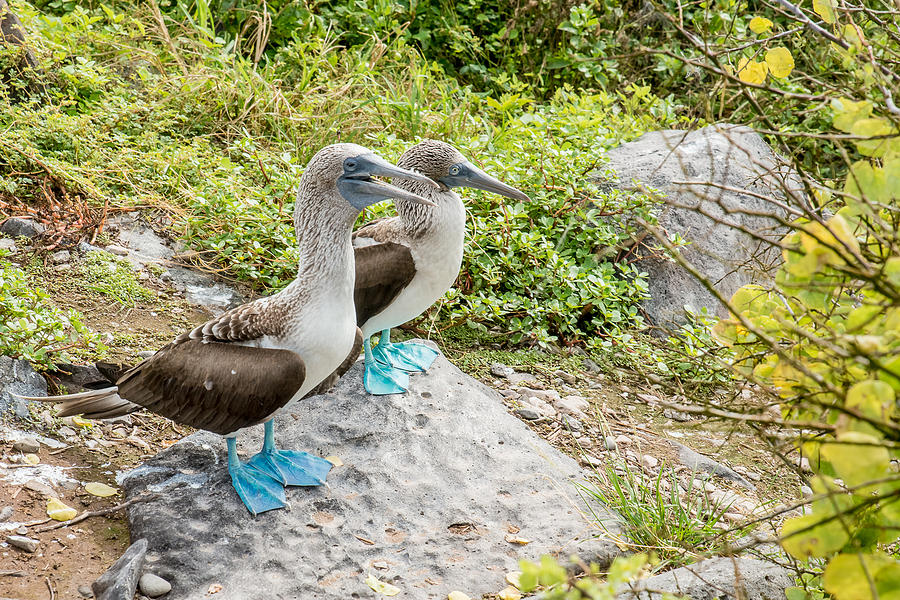 Blue-Footed Boobies Photograph by Harry Strharsky