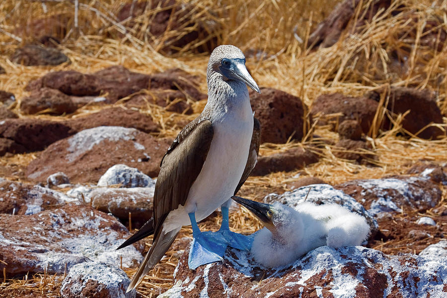 Blue-footed Boobies Photograph by Sally Weigand