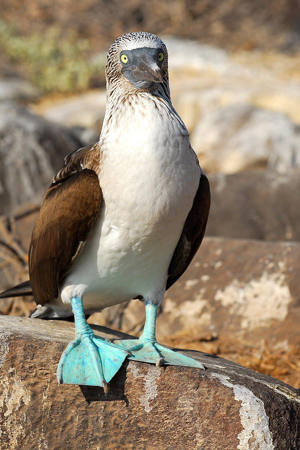 Blue-footed Booby Photograph by Alan Lenk