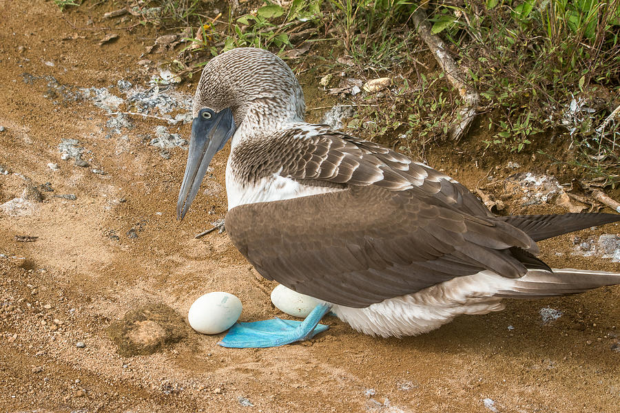 Blue-Footed Booby and Eggs Photograph by Harry Strharsky