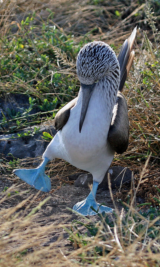 Blue-footed Booby Courtship Dance Photograph by Larry Linton