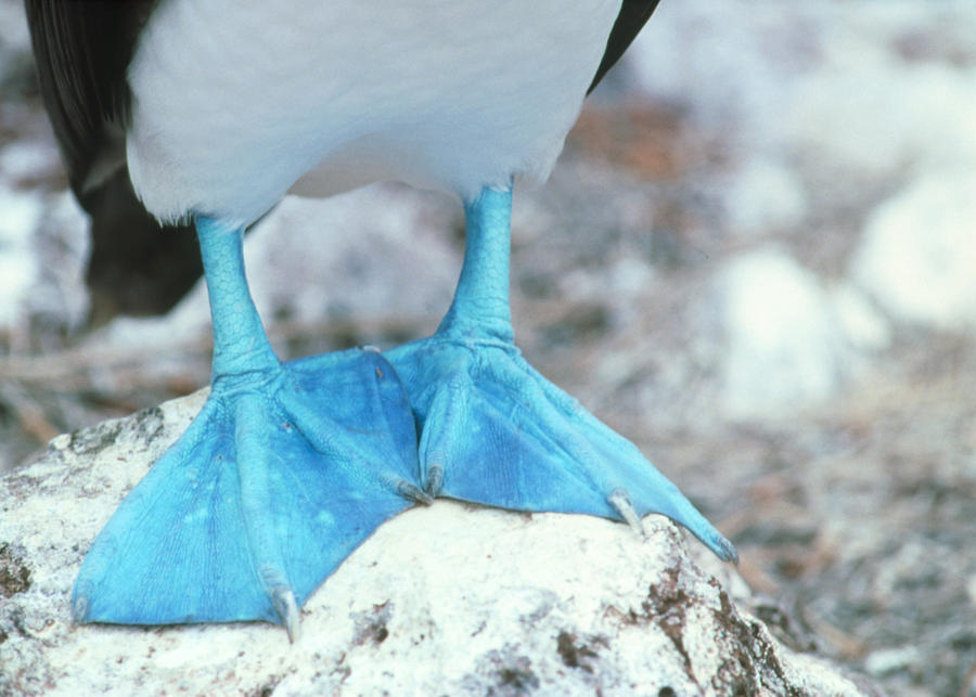 Wildlife Photograph - Blue-footed Booby Feet by Peter Scoones