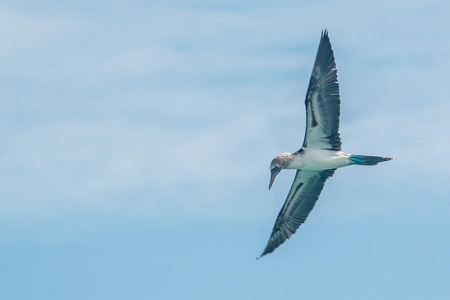 Blue-Footed Booby Fishing Photograph by Harry Strharsky