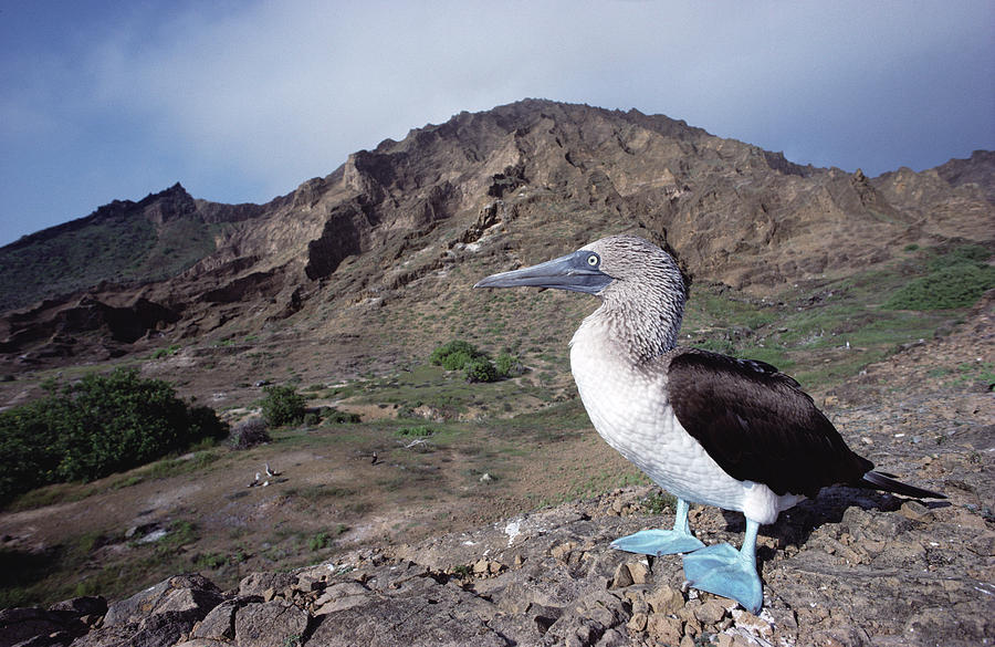 Blue-footed Booby Galapagos Photograph by Tui De Roy
