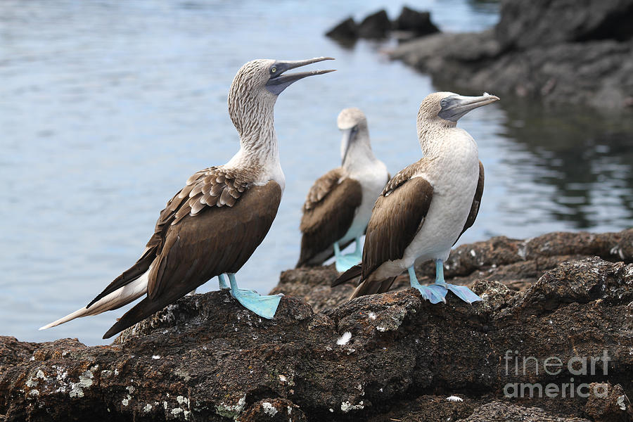 Blue Footed Booby Grooming Session Photograph by Catherine Sherman