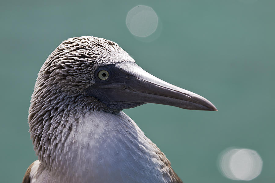 Cool Photograph - Blue Footed Booby II by Dave Fleetham
