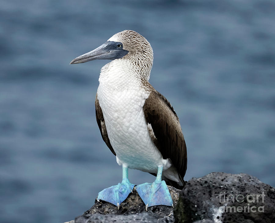 Bird Photograph - Blue-footed booby of the Galapalos Islands by Kenneth Lempert