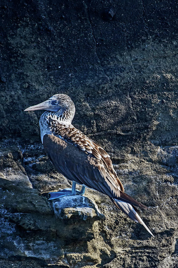 Blue-footed Booby Prize Photograph by John Haldane