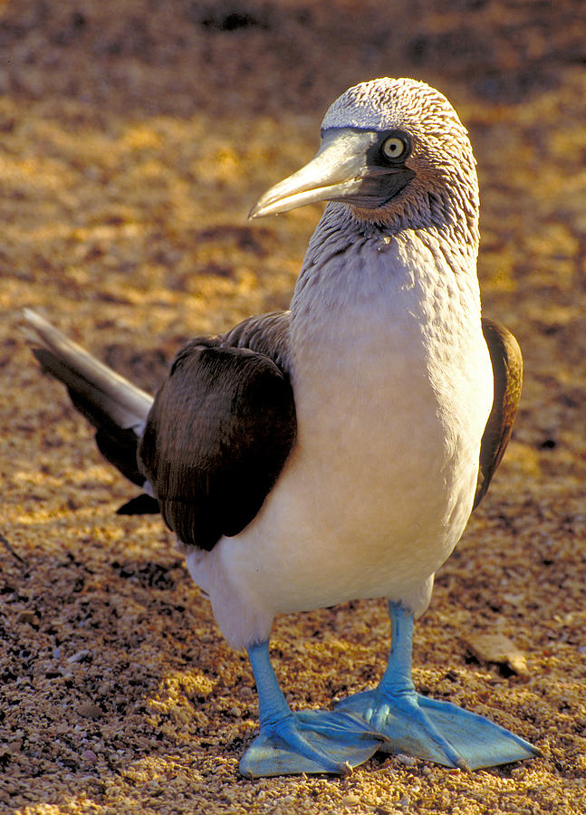 Blue-Footed Booby Photograph by Ted Keller