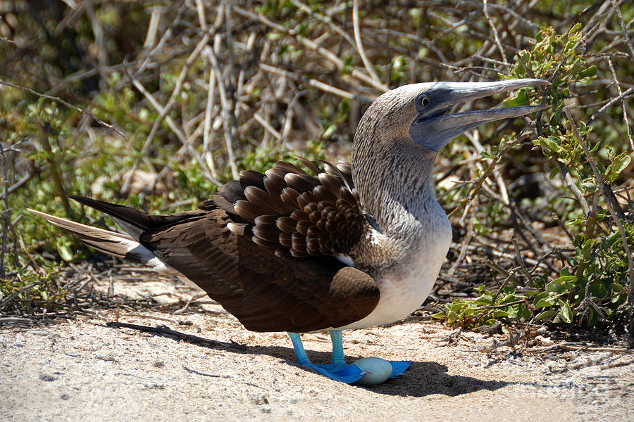 Blue Footed Booby with Egg Photograph by Catherine Sherman