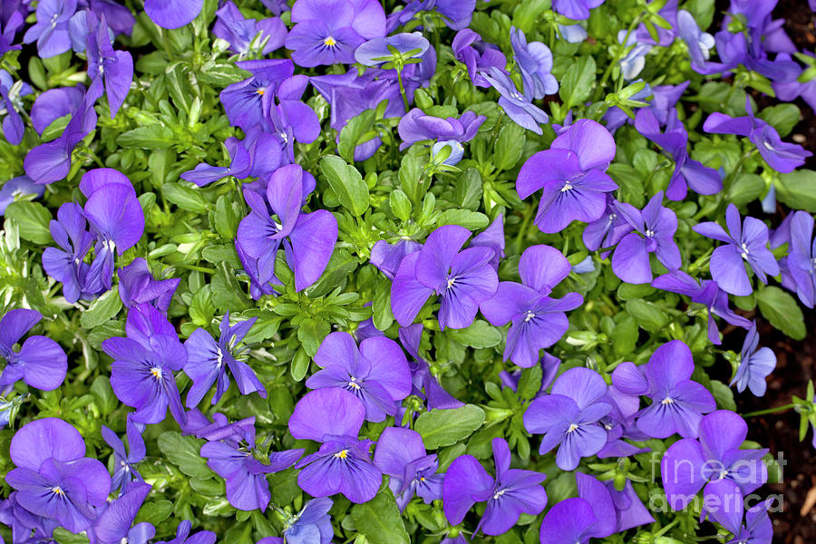Blue for You Horned Violet - Viola cornuta Photograph by Anthony Totah ...