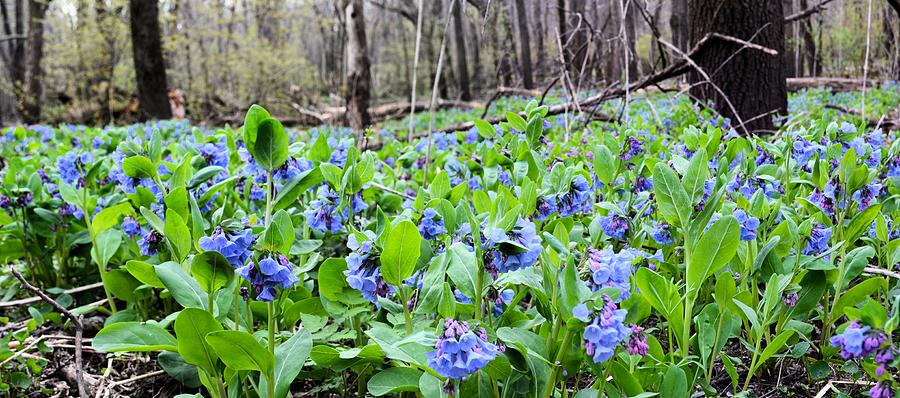 Blue Forest Floor Photograph by Bonfire Photography