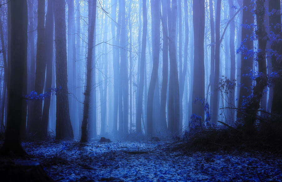 Blue forest Photograph by Katarzyna Soluch - Fine Art America