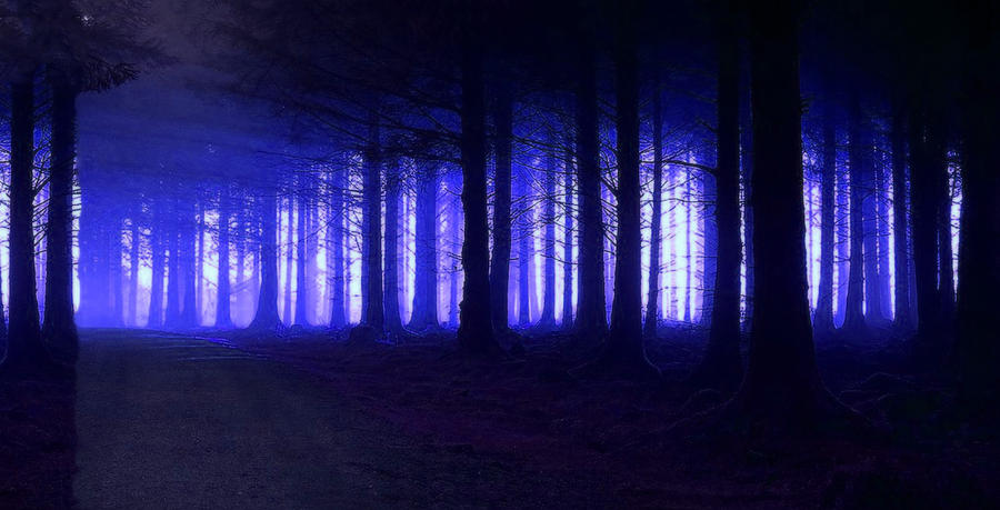 Blue Forest Photograph by Mark Blauhoefer