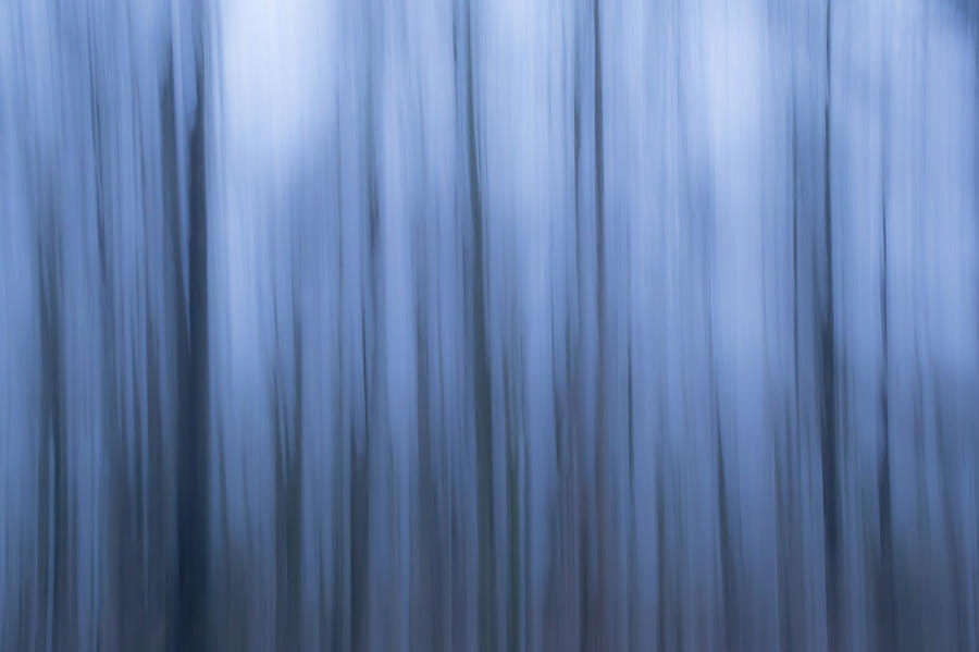 Blue Forest Photograph