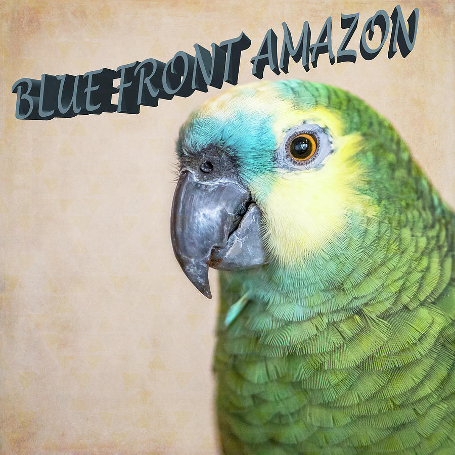 Blue Front Amazon Photograph by Jennifer Grossnickle