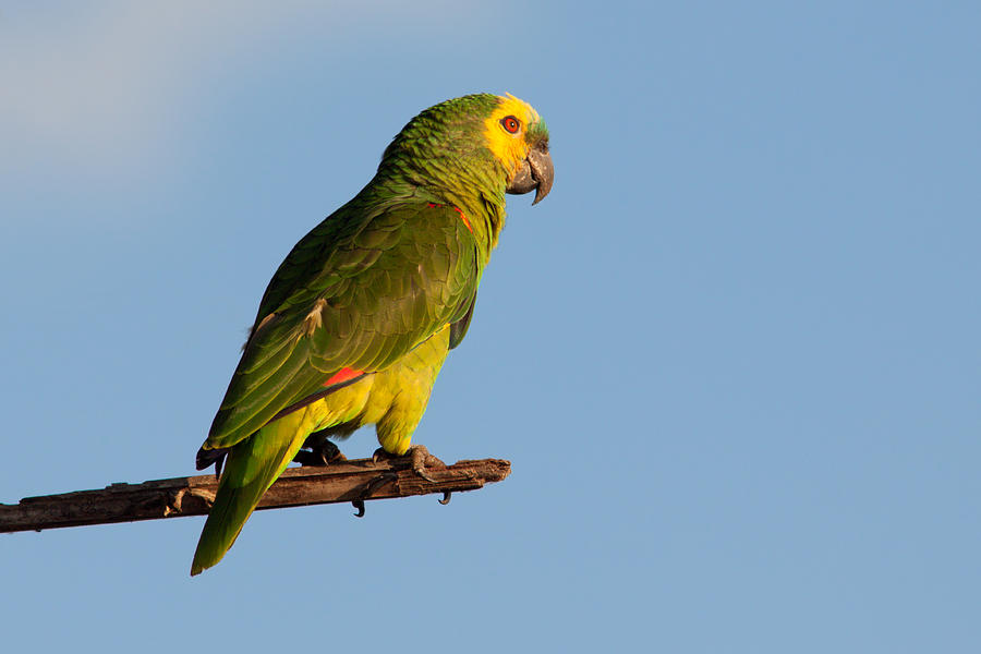 Blue-fronted Amazon Parrot Photograph by Aivar Mikko