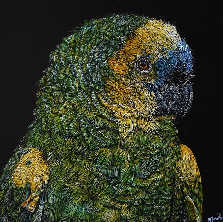 Blue Fronted Amazon Parrot Drawing by Brittany Johnson