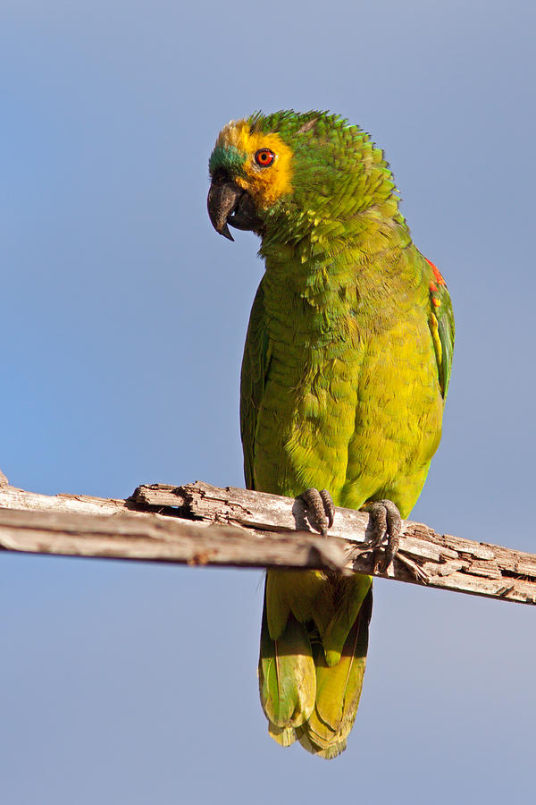 Blue-fronted Amazon Parrot on Branch Photograph by Aivar Mikko