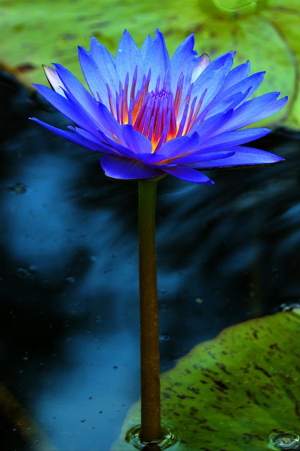 Flower Photograph - Blue Fuchsia Water Lily by Carol Montoya