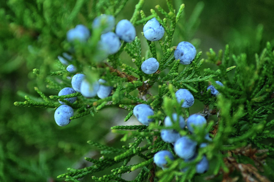 Juniper Photograph - Blue by Gaby Swanson Juniper Photograph - Blue by Gaby Swanson
