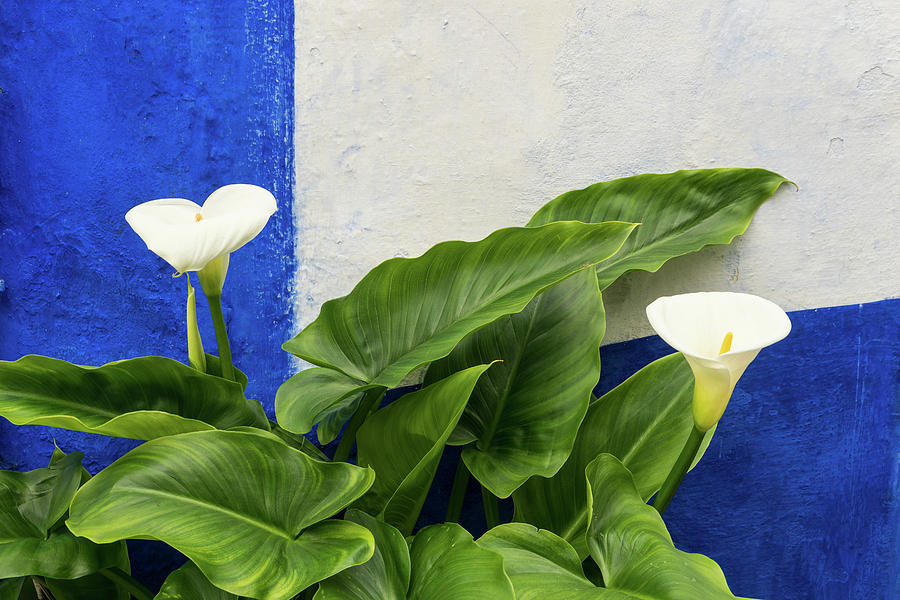 Blue Garden Contrasts - Calla Lilies Against the Wall Left Photograph by Georgia Mizuleva