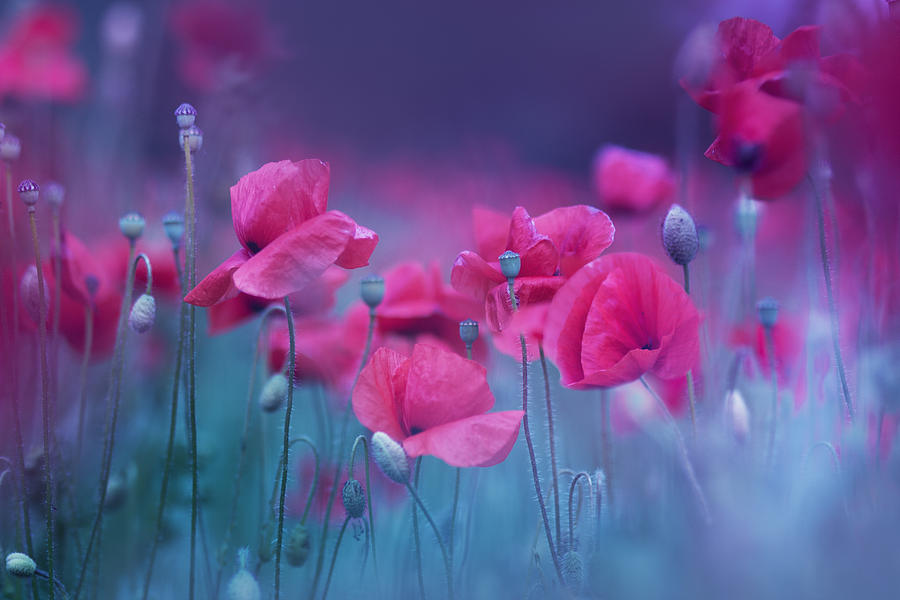 Nature Photograph - Blue Garden Poppies by Magda Bognar
