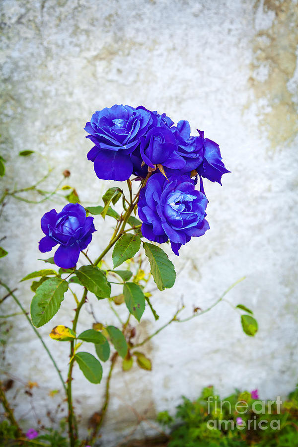 Blue garden rose Photograph by Sophie McAulay - Fine Art America