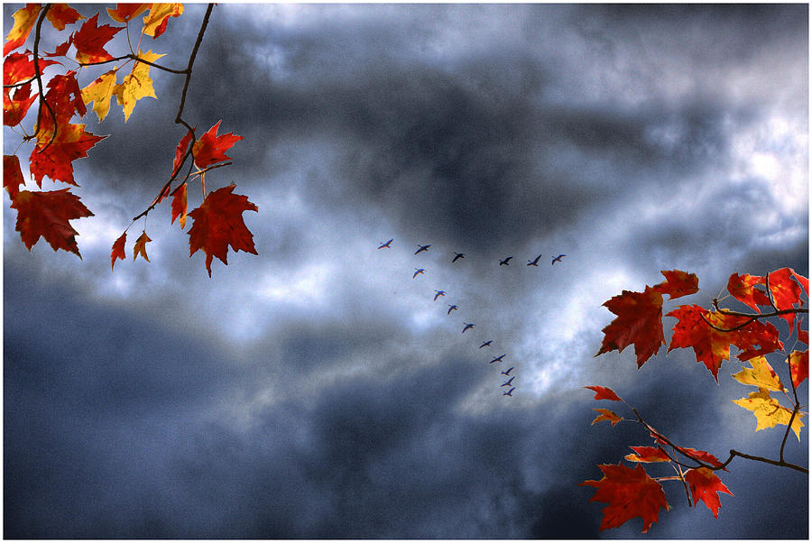 Blue Geese in a Red October Sky Photograph by Wayne King