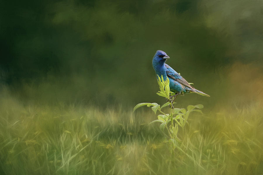 Bird Photograph - Blue Gem In The Meadow Bird Art by Jai Johnson by Jai Johnson