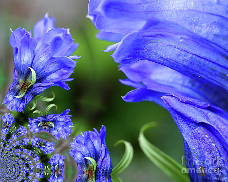 Blue Gentian Flower Abstract Photograph by Smilin Eyes Treasures