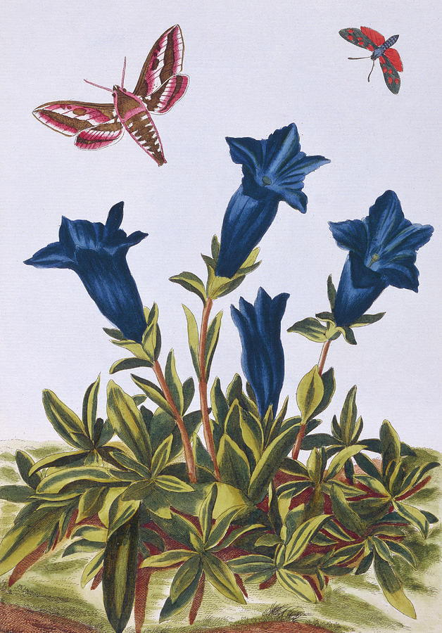 Flower Painting - Blue Gentian  Trumpet Flower  by Pierre-Joseph Buchoz